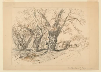 Kresba, studie pro cypřiše z Montezumy, park Chapultepec, Mexiko