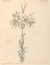Lily, Stockbridge