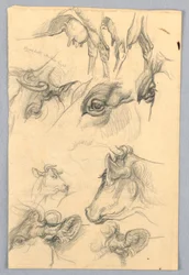 Studie krav