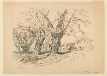 Studie pro The Cypress Trees of Montezuma, Park of Chapultepec, Mexiko