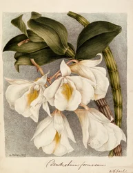 Dendrobium Formosum, cca 1839 (akvarel)