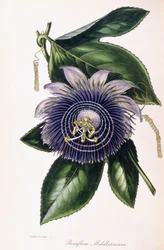 Passiflora Middletoniana, kolem 1834-1849