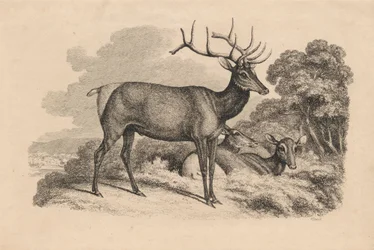 Buck and Two Doe