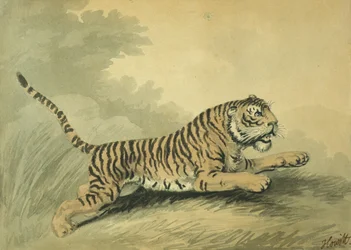 Tygřice ve skoku doprava, 1807