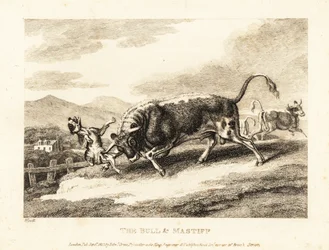 Býk zabije psa k smrti na poli. 1811 (lept)