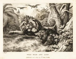 Lev a divočák bojují, zatímco nad nimi krouží supi. 1811 (lept)