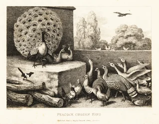 Králem farmářských ptáků byl zvolen páv. 1811 (lept)