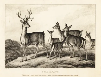 Jelen se srnkami a srnčaty. Jelen a kolouch. 1811 (lept)