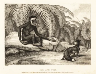 Bezocasá opice žádá lišku o trochu svého ocasu. Opice a liška. 1811 (lept)