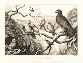 Orel předsedá dvoru ptáků na stromě. 1811 (lept)