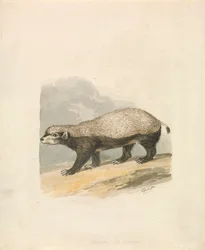Medojed