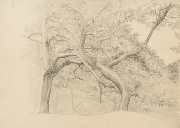 Houština stromů v listí, 1884 (grafit na leštěném papíře)
