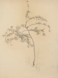 Kvetoucí strom, 1884 (grafit na leštěném papíře)
