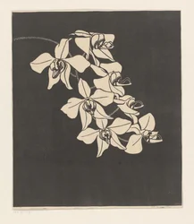 Orchideje