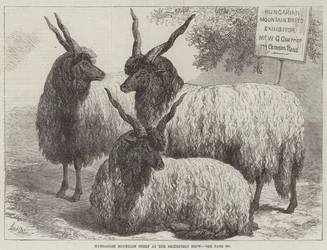 Maďarské horské ovce na Smithfield Show