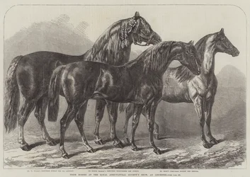 Ocenění koně na výstavě Royal Agricultural Society