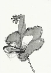 Monochromní květinová studie