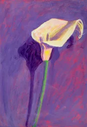 Arum Lily (olej na kartě)