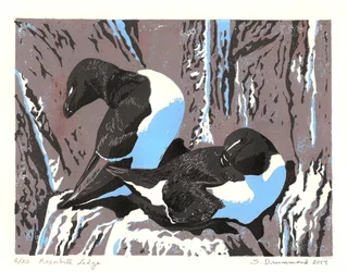 Razorbill Ledge, 2014 (linoryt)