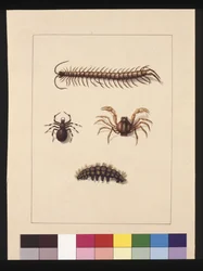 Strana 11. Hmyz Nového Jižního Walesu. Nyní známý jako obyčejná stonožka, Spider rod Isopeda, Soldier Crab, Caterpillar, c.1789-90 (akvarel)