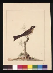 Strana 14. Lejsek ušatý. Nyní známý jako medojed žlutolící, kolem 1789-90 (akvarel)