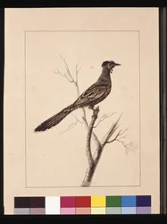 Strana 17. Pojídač včel. Nyní známý jako Red Wattle, pták, cca 1789-90 (akvarel)