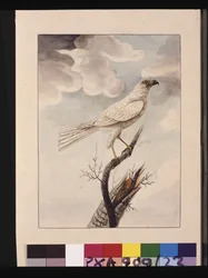Strana 23. Bílý Hawke. Nyní známý jako šedý jestřáb, kolem 1789-90 (akvarel)