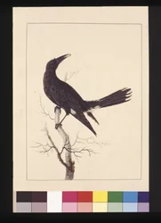 Strana 30. Bílá, větrná vrána. Nyní známý jako Pied Currawong, kolem 1789-90 (akvarel)