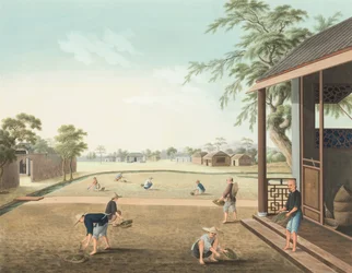 Výroba čaje, kolem roku 1820 (tělová a zlatá barva na hedvábí položená na papíře)