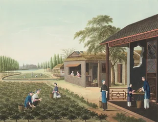 Výroba čaje, kolem roku 1820 (tělová a zlatá barva na hedvábí položená na papíře)