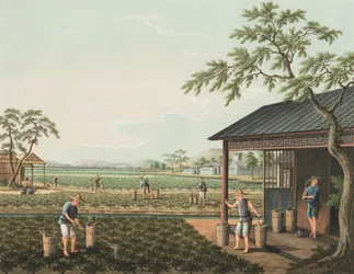 Výroba čaje, kolem roku 1820 (tělová a zlatá barva na hedvábí položená na papíře)