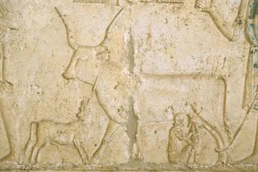 Starověký Egypt, Nástěnná řezba, Petosirisova hrobka, Tuna el Gebel, 300 př. n. l., Dojení krávy (foto)
