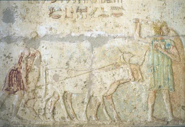 Starověký Egypt, Nástěnné řezby/malby, Petosirisova hrobka, Tuna el Gebel, 300 př. n. l., Orba a setí plodin (foto)