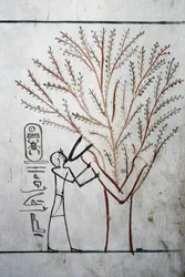 Luxor, Théby: Údolí králů. Hrobka Thutmose (Tuthmosis nebo Thutmes) III (-1504 - -1450), egyptského faraona.