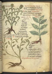 Harley 4986 f.23 Nymphia; Isatis; Crision, z 