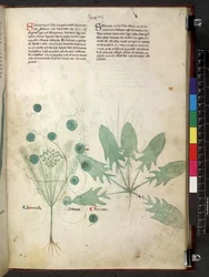 Egerton 747 Tractatus de herbis (bylinný) c.1280-1310 (inkoust a barva na pergamenu)