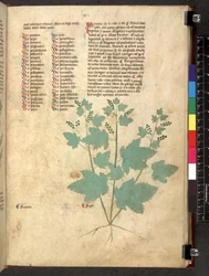 Egerton 747 Tractatus de herbis (bylinný) c.1280-1310 (inkoust a barva na pergamenu)