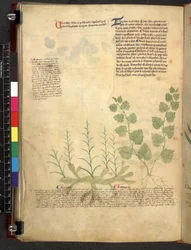 Egerton 747 Tractatus de herbis (bylinný) c.1280-1310 (inkoust a barva na pergamenu)