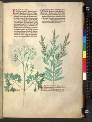 Egerton 747 Tractatus de herbis (bylinný) c.1280-1310 (inkoust a barva na pergamenu)