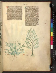 Egerton 747 Tractatus de herbis (bylinný) c.1280-1310 (inkoust a barva na pergamenu)