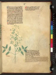 Egerton 747 Tractatus de herbis (bylinný) c.1280-1310 (inkoust a barva na pergamenu)
