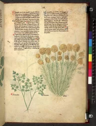 Egerton 747 Tractatus de herbis (bylinný) c.1280-1310 (inkoust a barva na pergamenu)