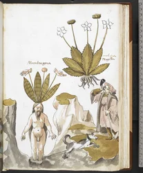Harley MS 3736 f.59r Mandragora vytahovaná psem, z 