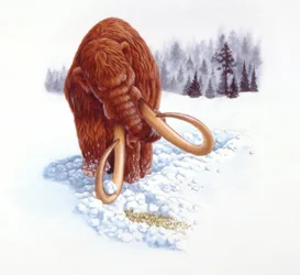 Mamut hledá potravu ve sněhu, období pliocén/pleistocén (barevné lito)