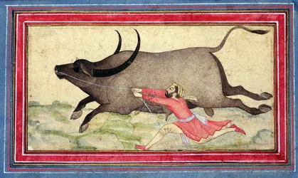 Runaway Buffalo, Johnson Album XIV, no.11, verso, cca 1700 (kolorovaná kresba na listu alba)