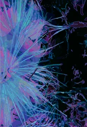 Artichoke_abst_vert1 (digitální)