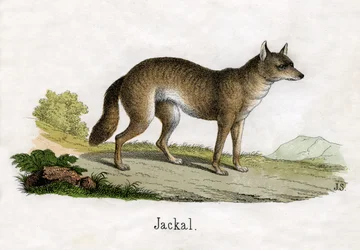 Starožitný tisk šakala