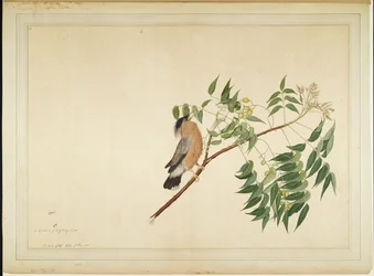 Brahminy Starling na větvi stromu Neem Tree Branch, folio ze série zadané lady Impeyovou, 1780
