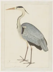 Volavka popelavá, folio ze série na objednávku Lady Impey, kolem 1780-82