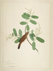 Hwamei na pobočce Terminalia, folio ze série zadané lady Impeyovou, 1780